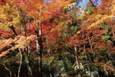 美しい紅葉の渓谷風景 くらがり渓谷 サクラワールド