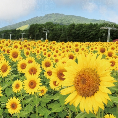 アルコピアひまわり園 サクラワールド